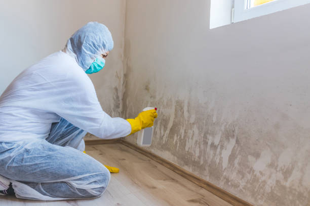 Licensed Black Mold Removal service in Union Bridge, MD - WQB Mold Removal