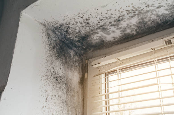 Affordable Black Mold Removal solutions in Union Bridge, MD